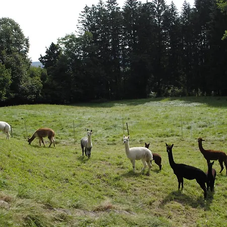 Alpakaleben Im ökologischen Holzhaus Mit Traumhafter Aussicht Und Alpakas Apartment *