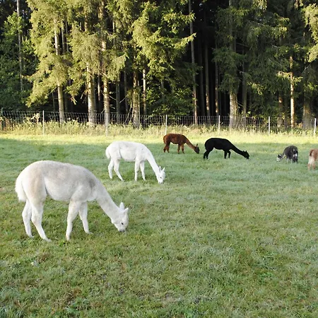 Alpakaleben Im ökologischen Holzhaus Mit Traumhafter Aussicht Und Alpakas *